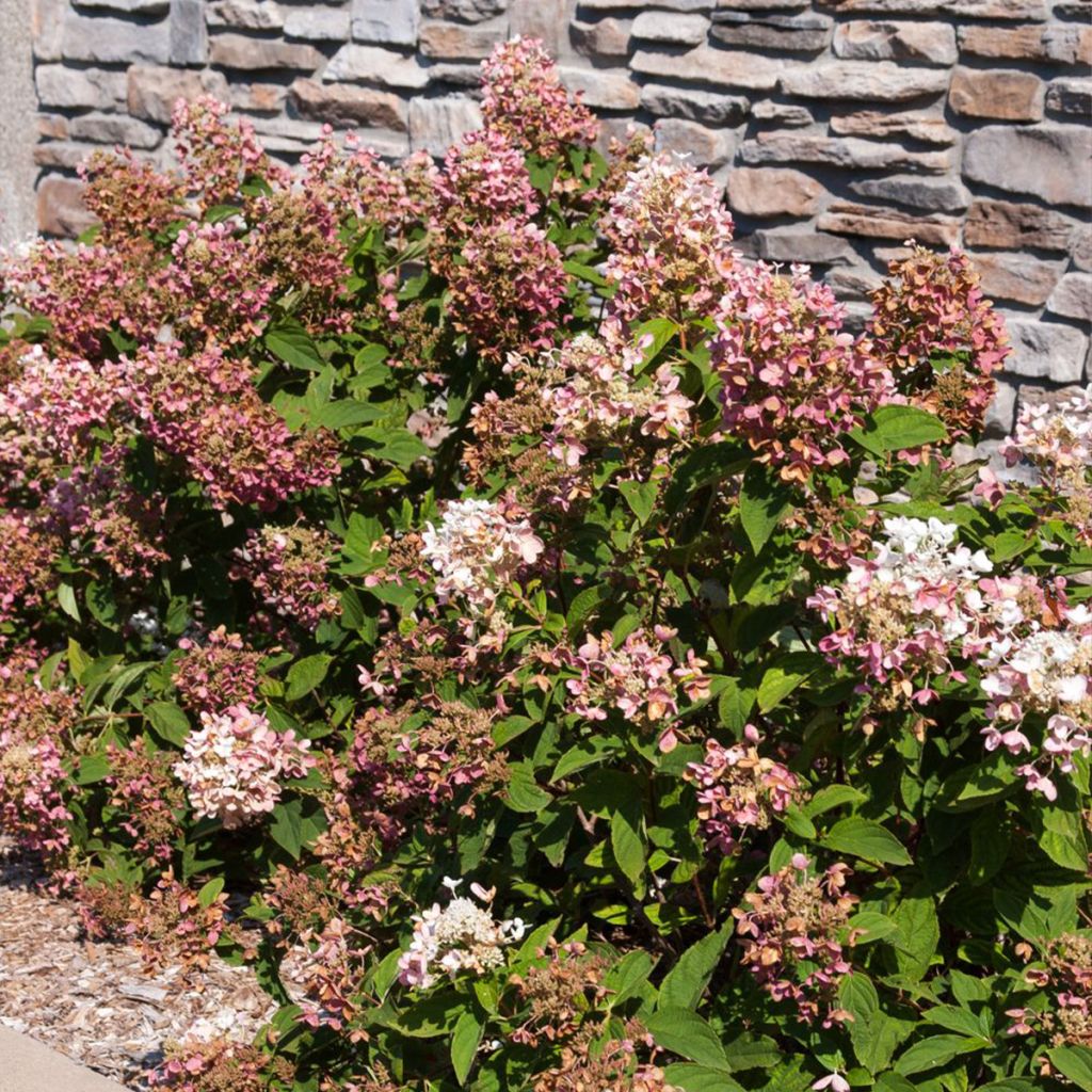 Hydrangea paniculata Tickled Pink