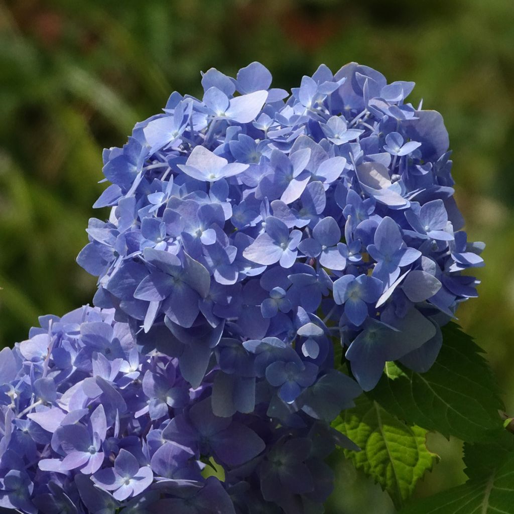 Hydrangea  macrophylla Endless Summer The Original Blue