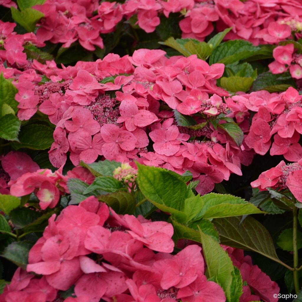 Hydrangea macrophylla Dolce Fragola