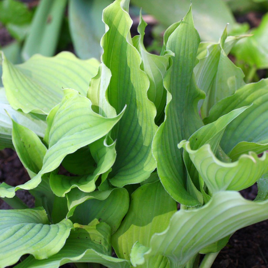Hosta Blue Cascade - Plantain Lily