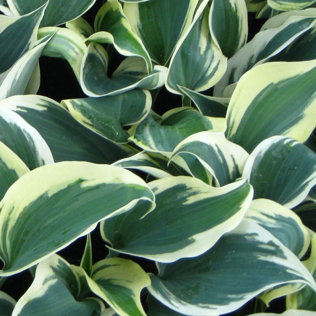 Hosta tardiana Blue Ivory