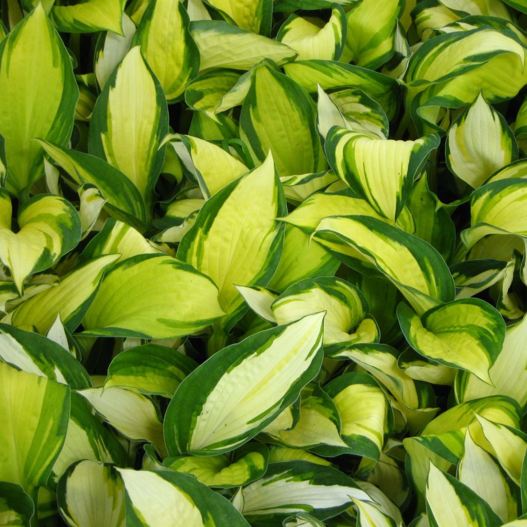 Hosta Color Festival
