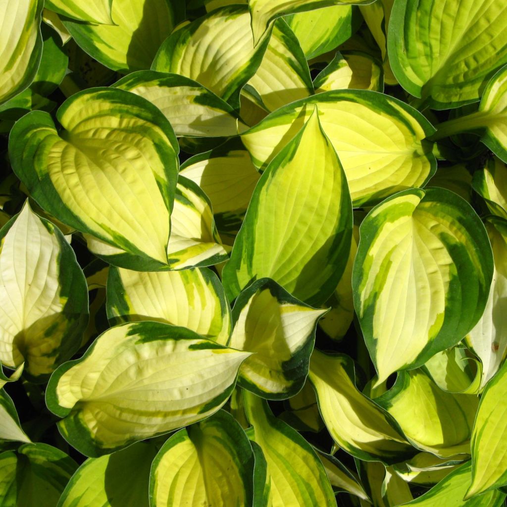 Hosta Color Festival