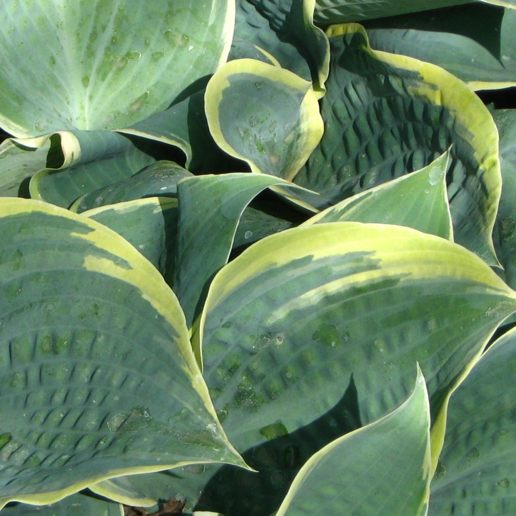 Hosta Dimples