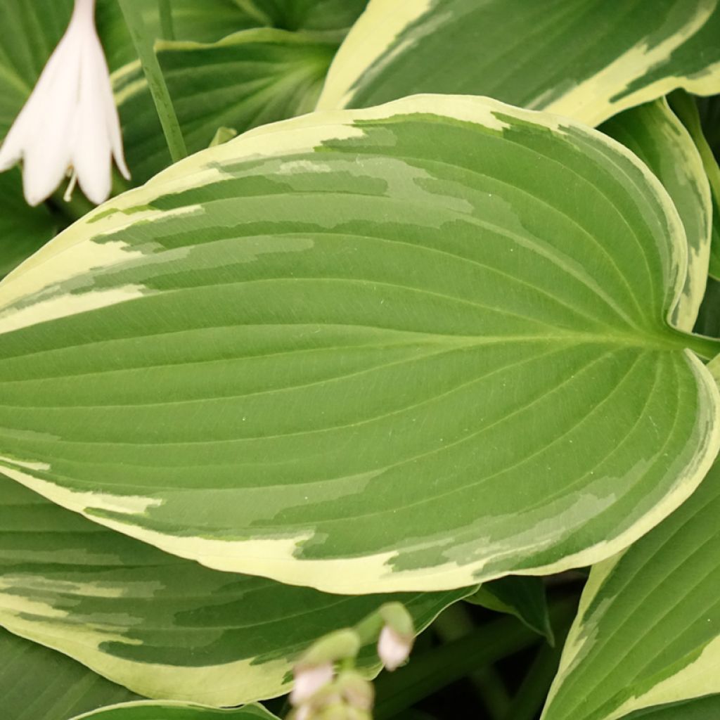 Hosta sieboldiana Great Expectations