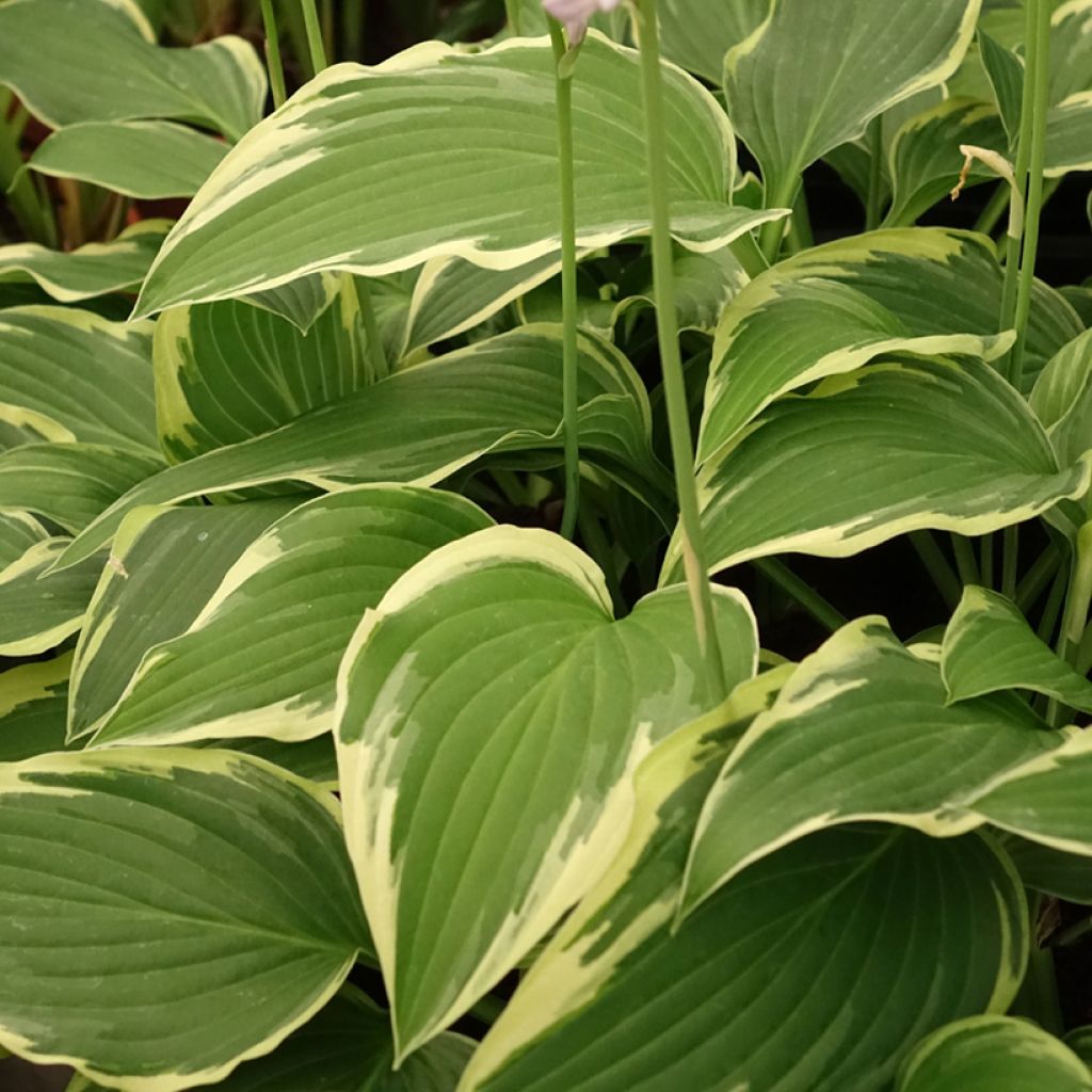 Hosta sieboldiana Great Expectations