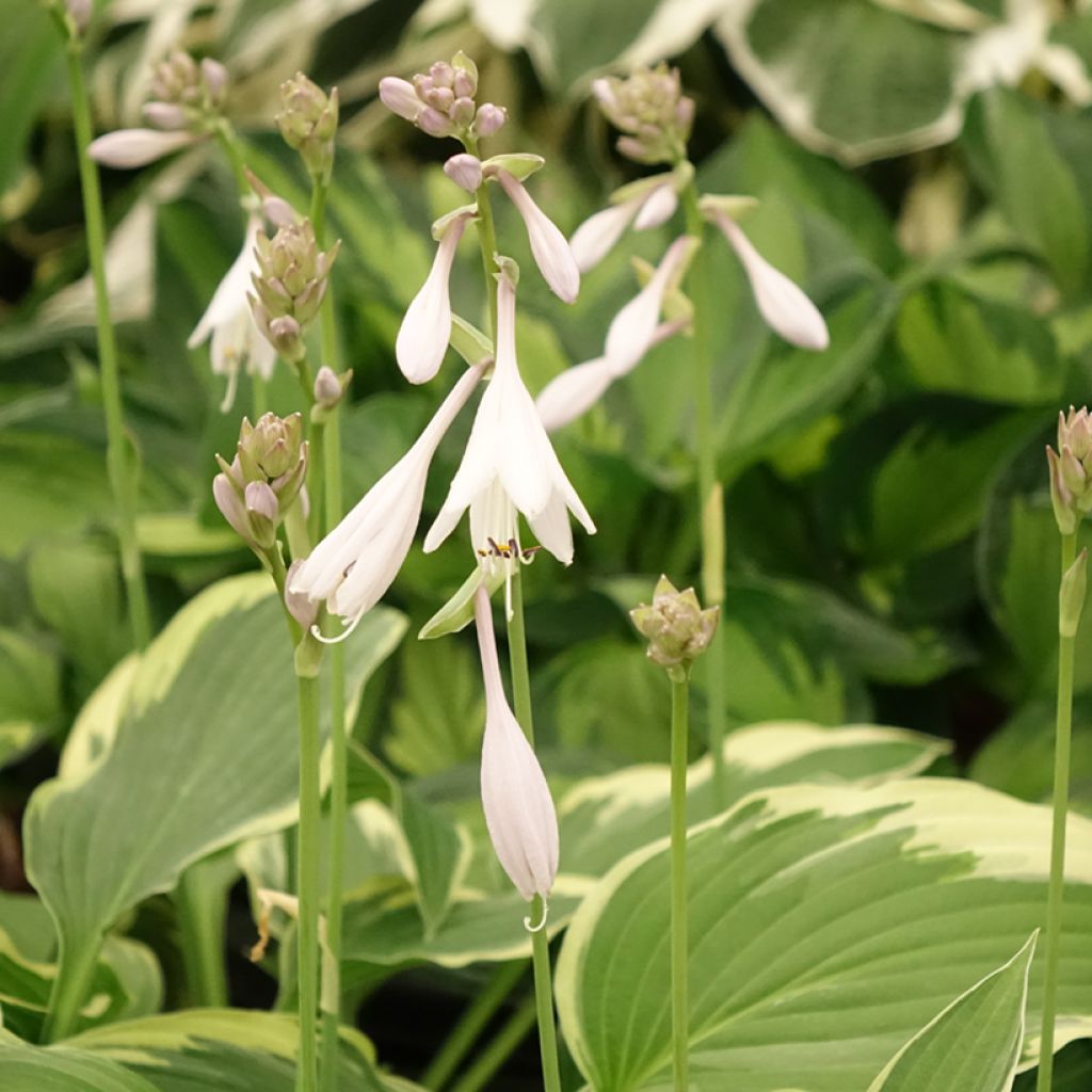 Hosta sieboldiana Great Expectations