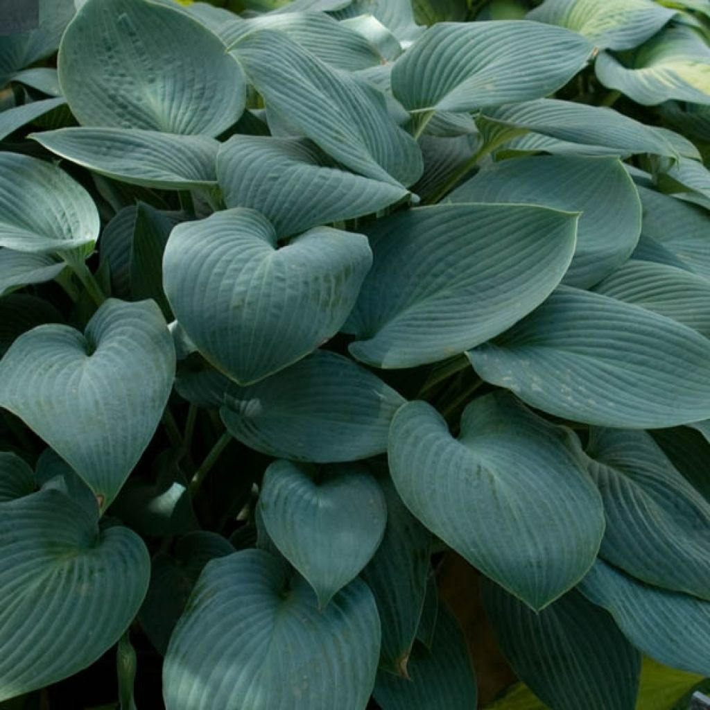 Hosta tardiana Halcyon - Blue Hosta
