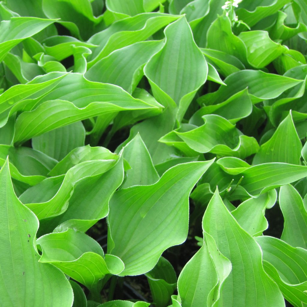 Hosta Harry Van Trier