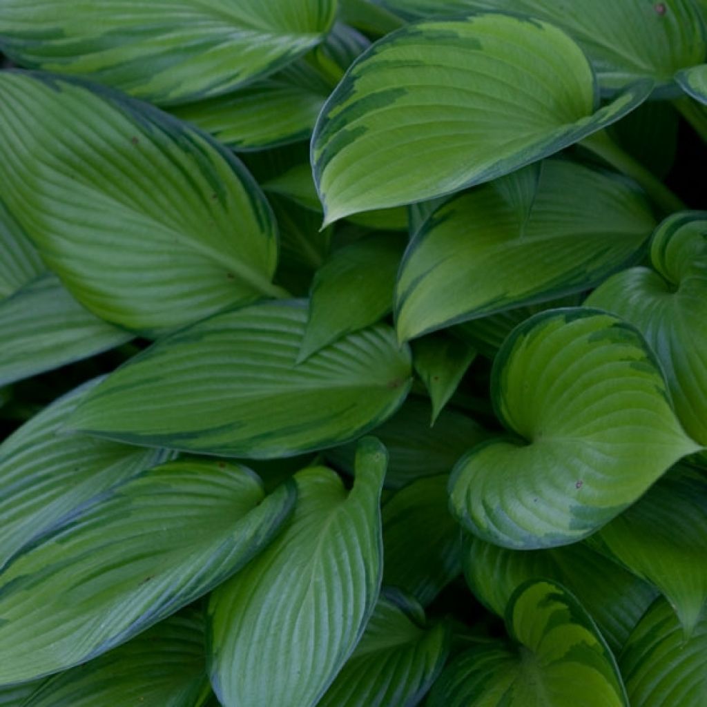 Hosta tardiana June Fever