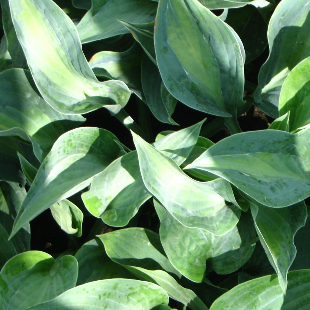Hosta Kiwi Full Monty