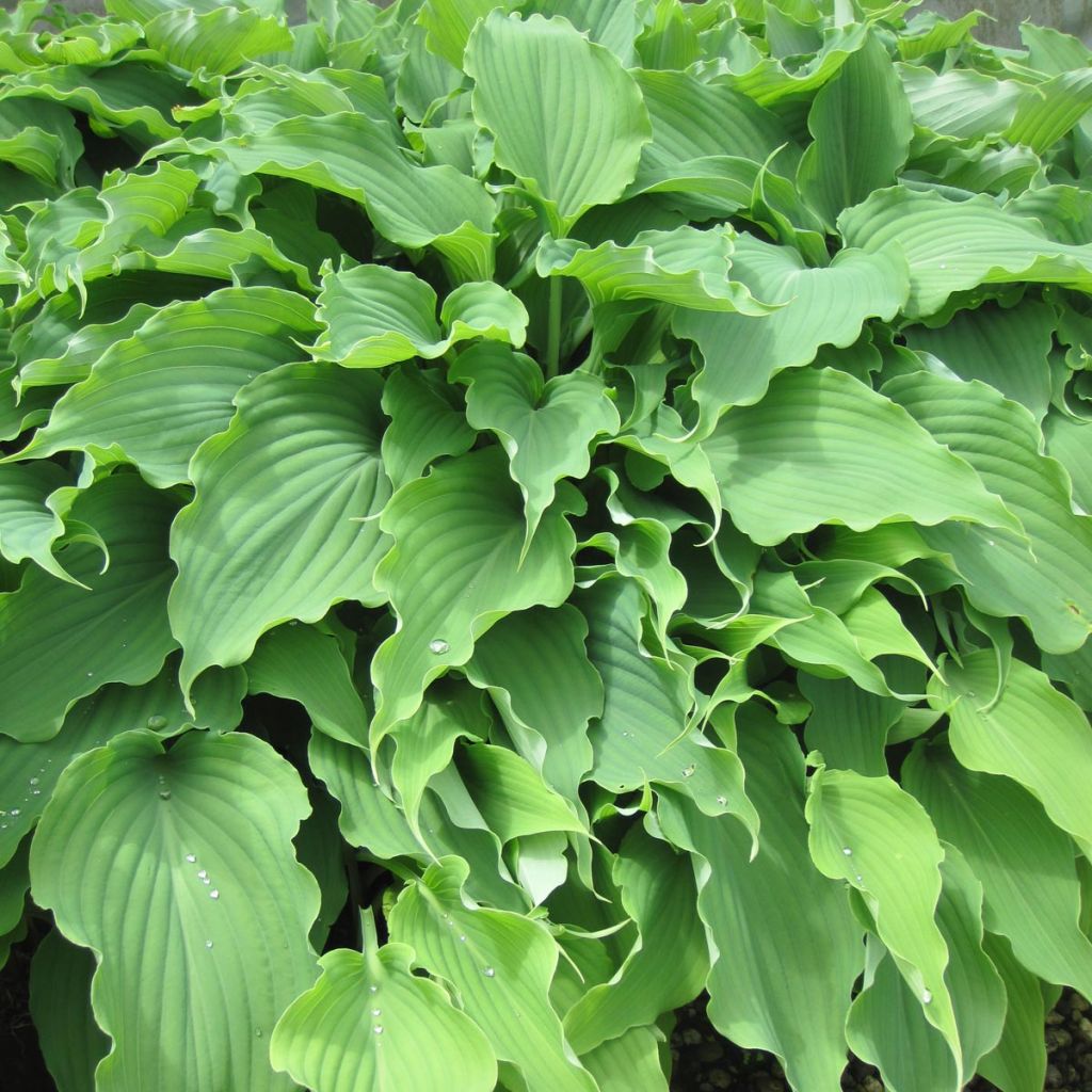 Hosta Neptune