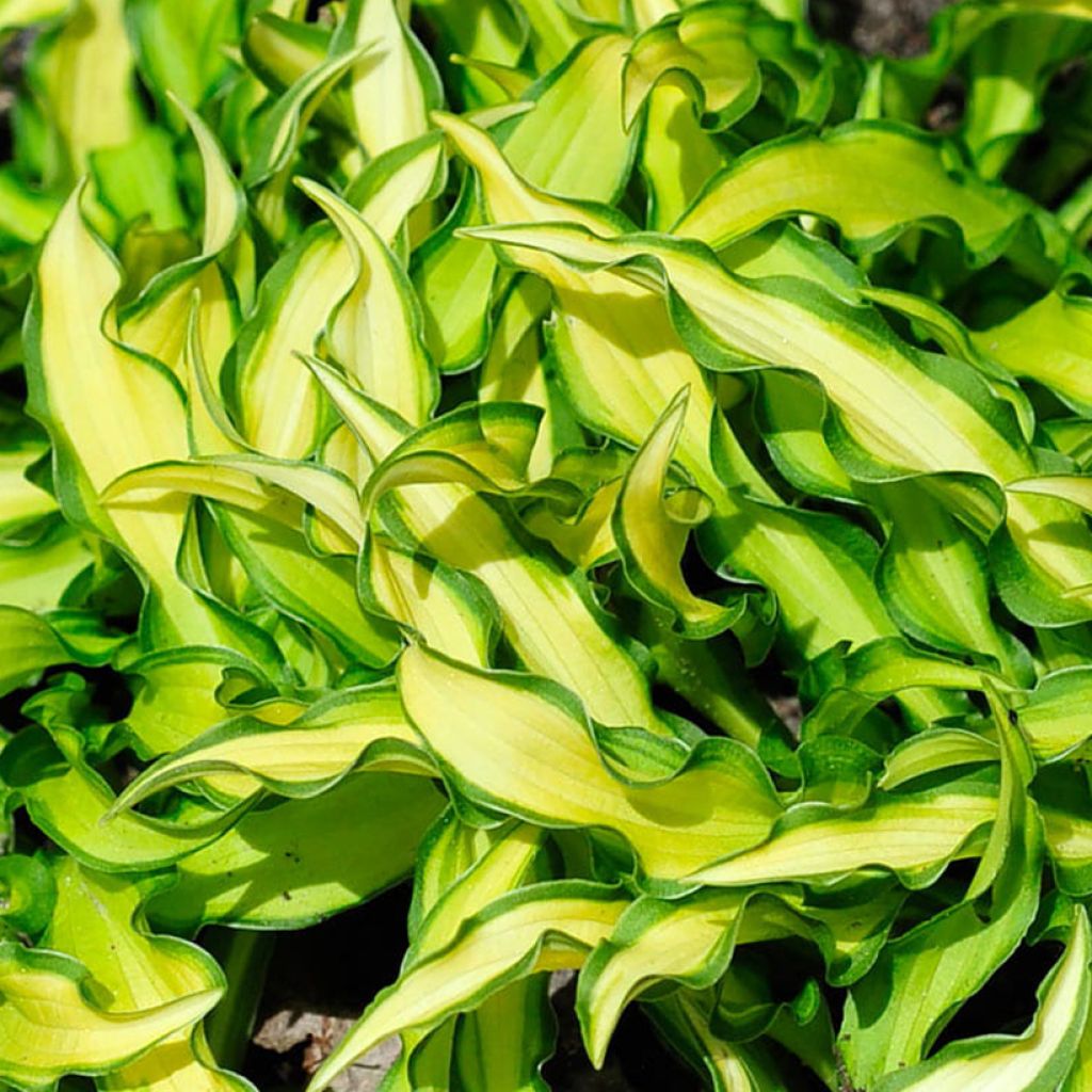 Hosta  Sizzle
