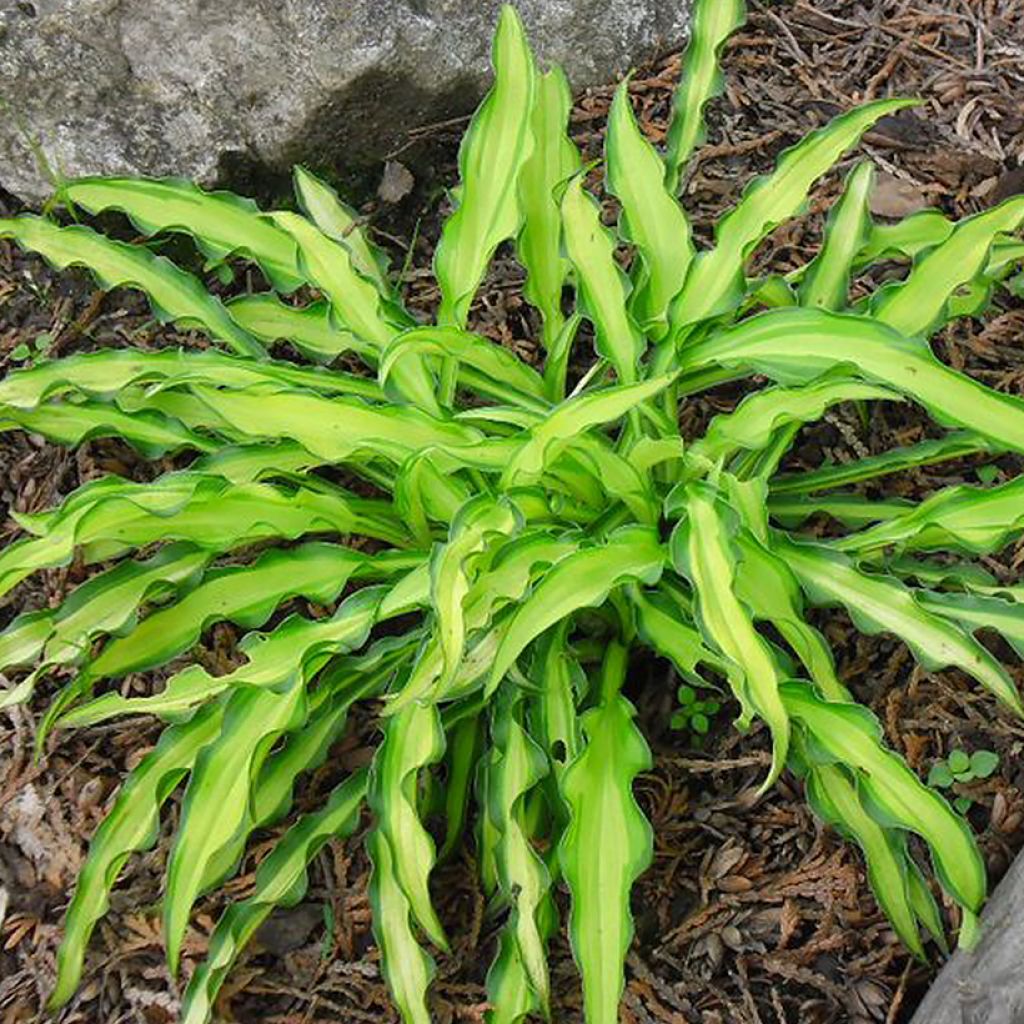 Hosta  Sizzle