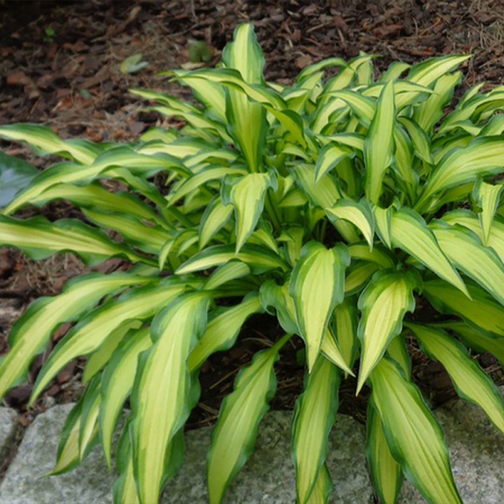 Hosta  Sizzle