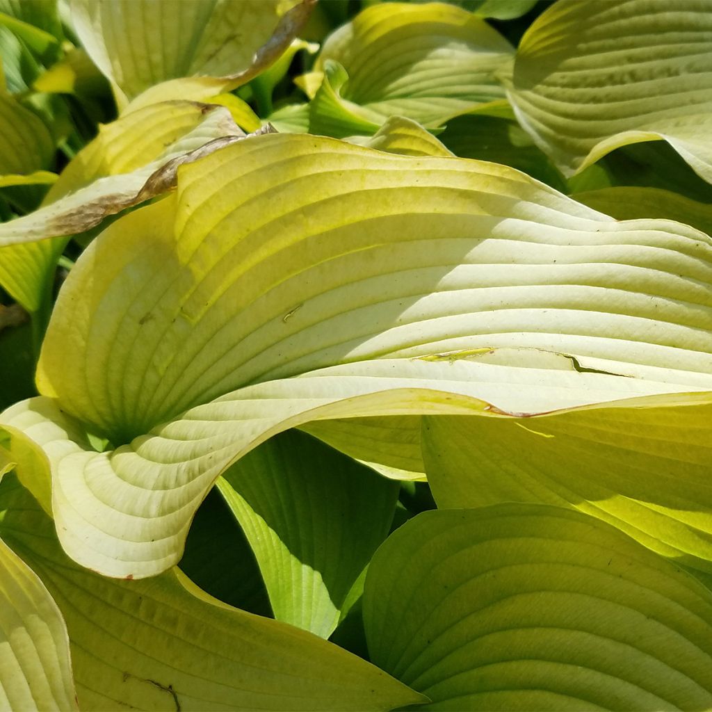 Hosta Sun power