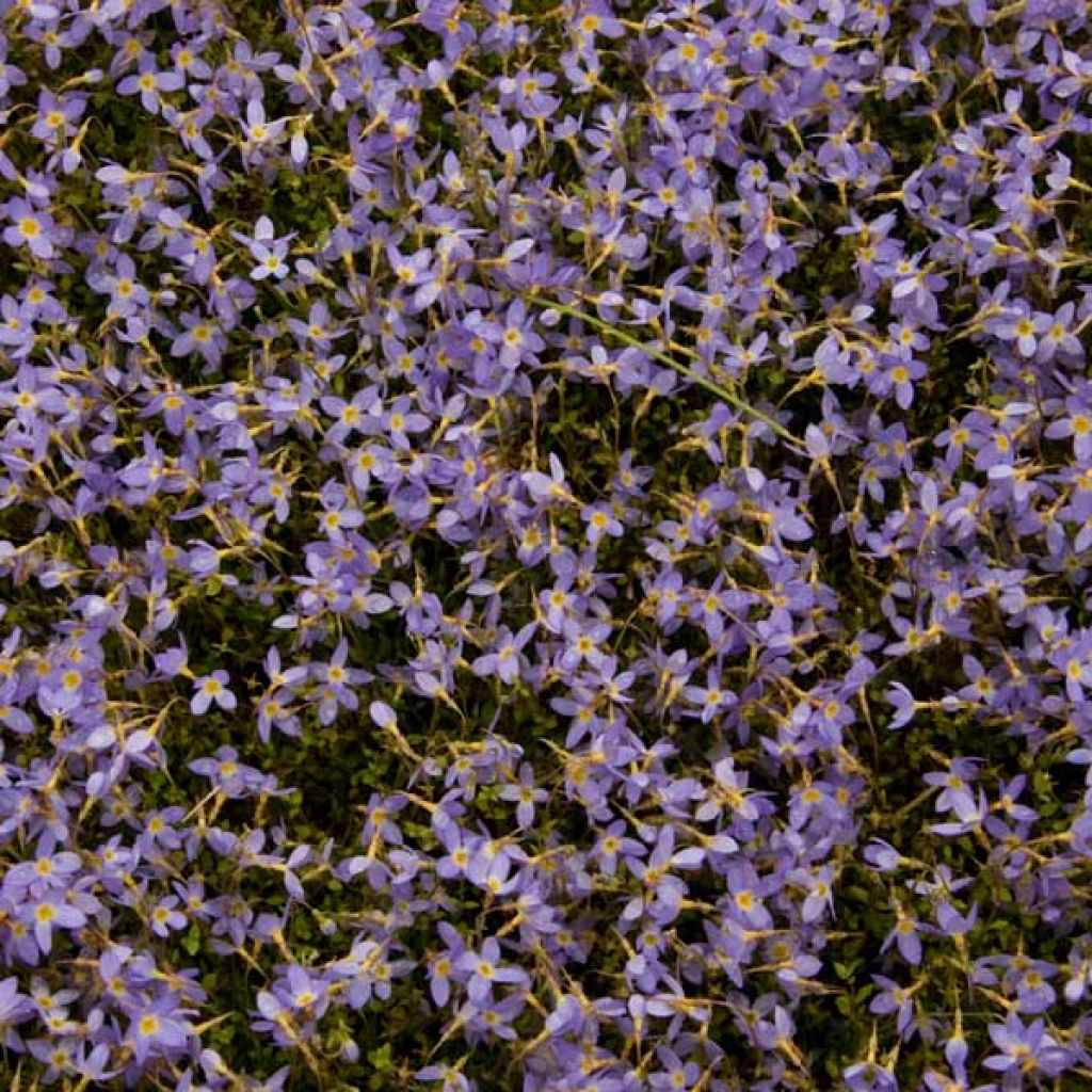 Houstonia caerulea Millard's Variety - Quaker ladies
