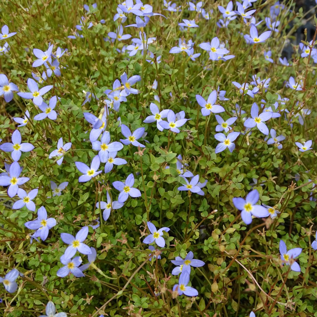 Houstonia caerulea Millard's Variety - Quaker ladies