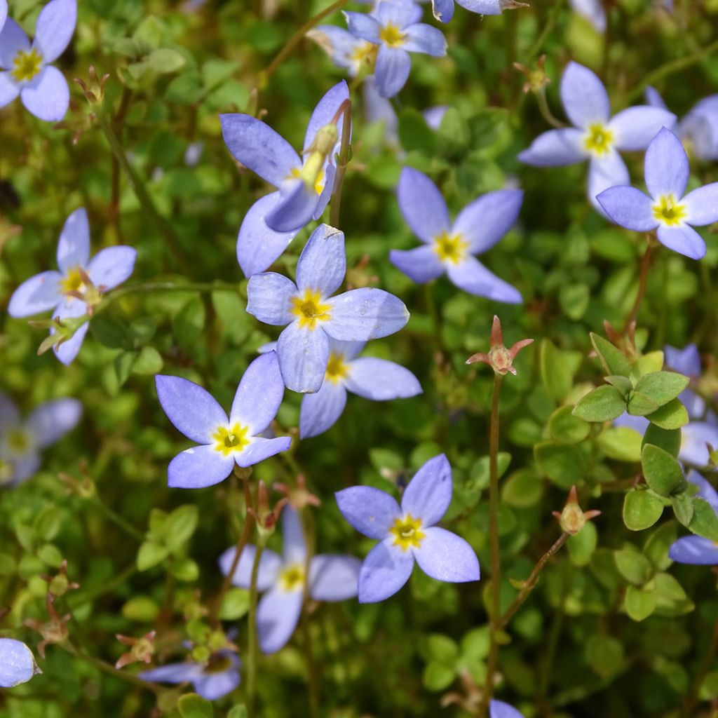 Houstonia caerulea Millard's Variety - Quaker ladies