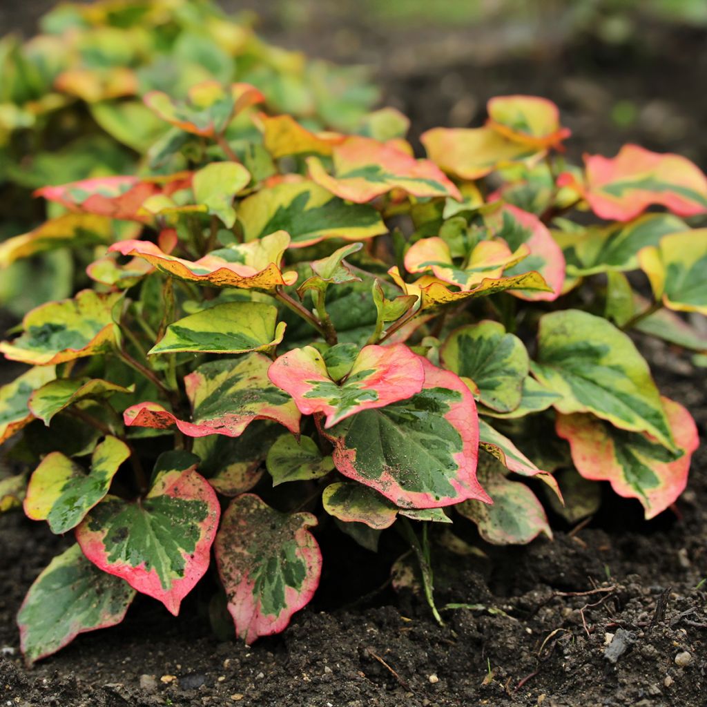 Houttuynia cordata Chameleon