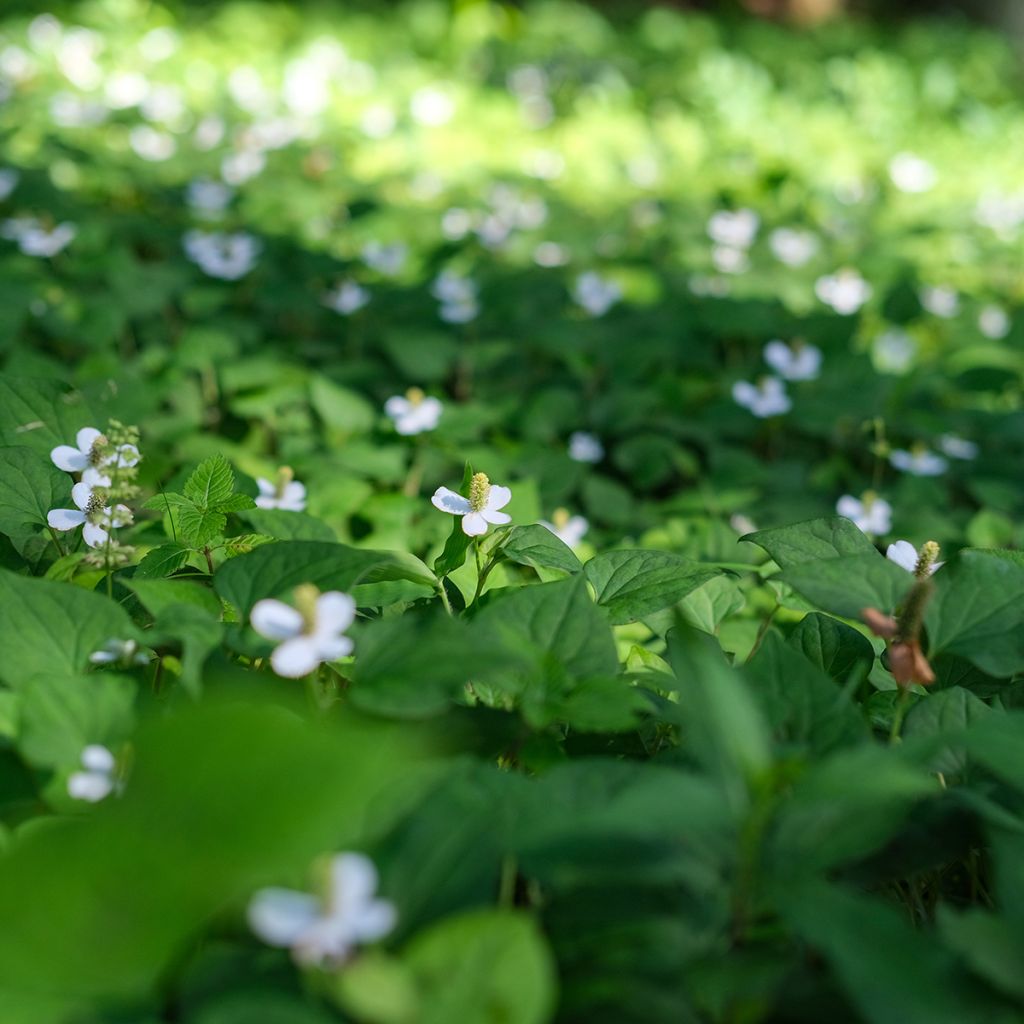 Houttuynia cordata 
