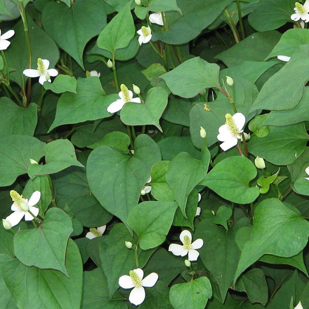 Houttuynia cordata 