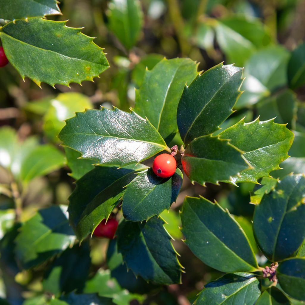American Holly - Ilex meserveae Blue Angel