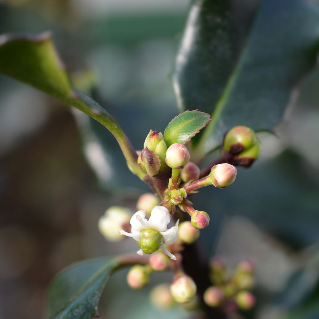 American Holly - Ilex meserveae Blue Angel
