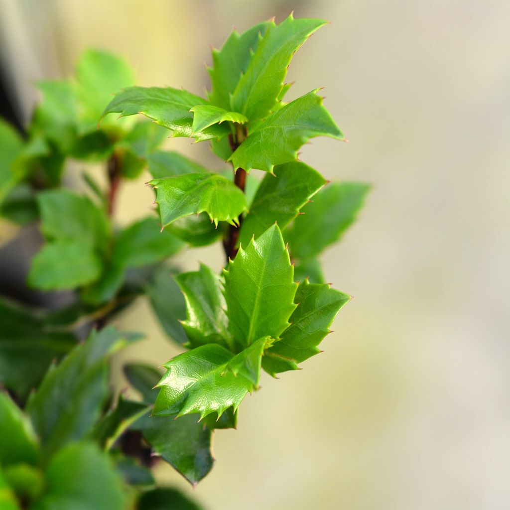 American Holly - Ilex meserveae Blue Prince