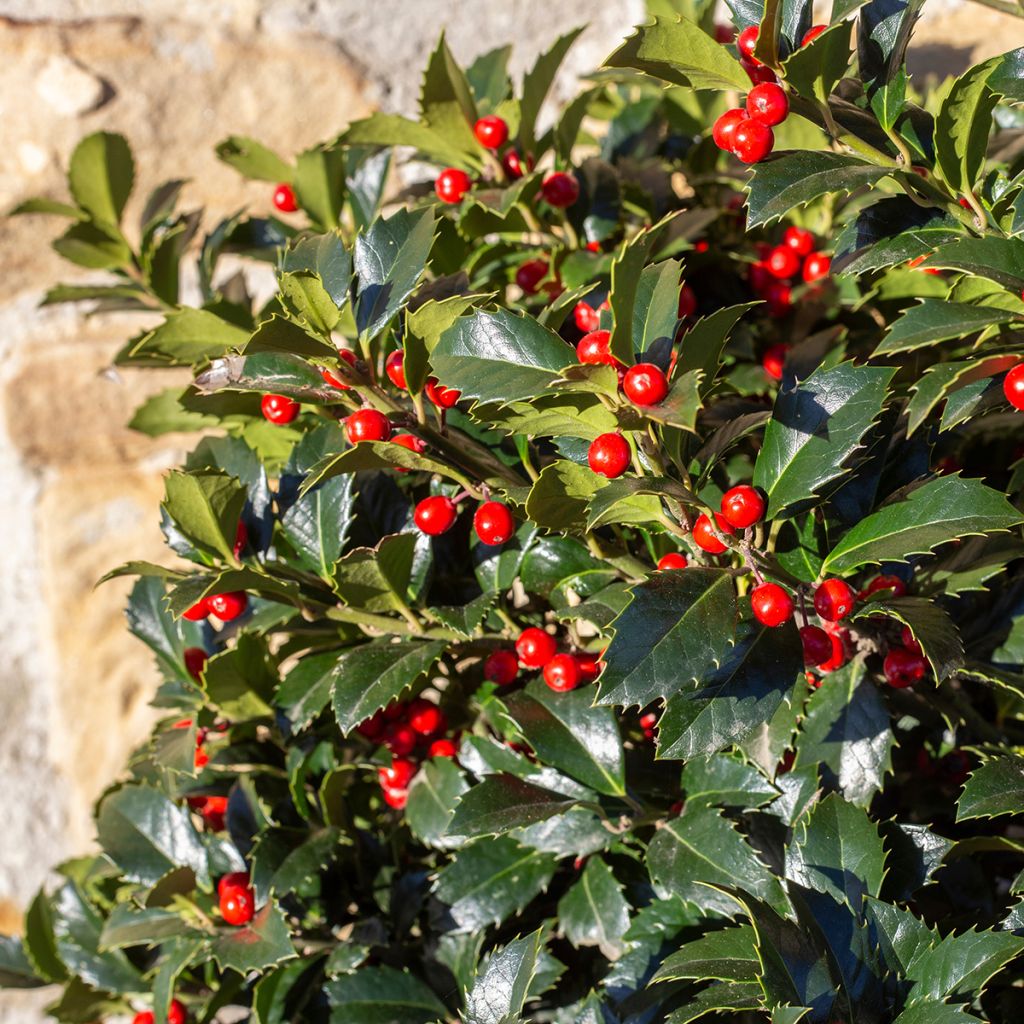 Ilex aquifolium Alaska - Common Holly