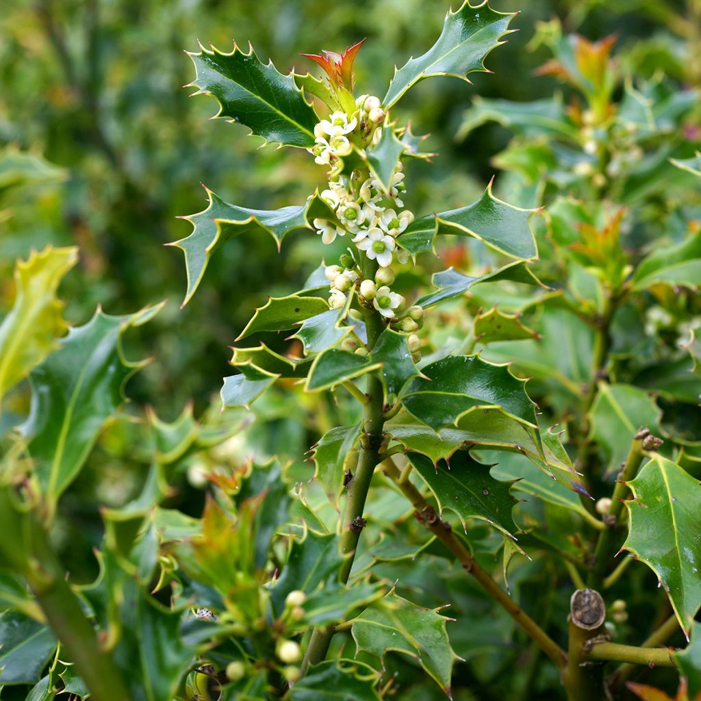 Ilex aquifolium Alaska - Common Holly