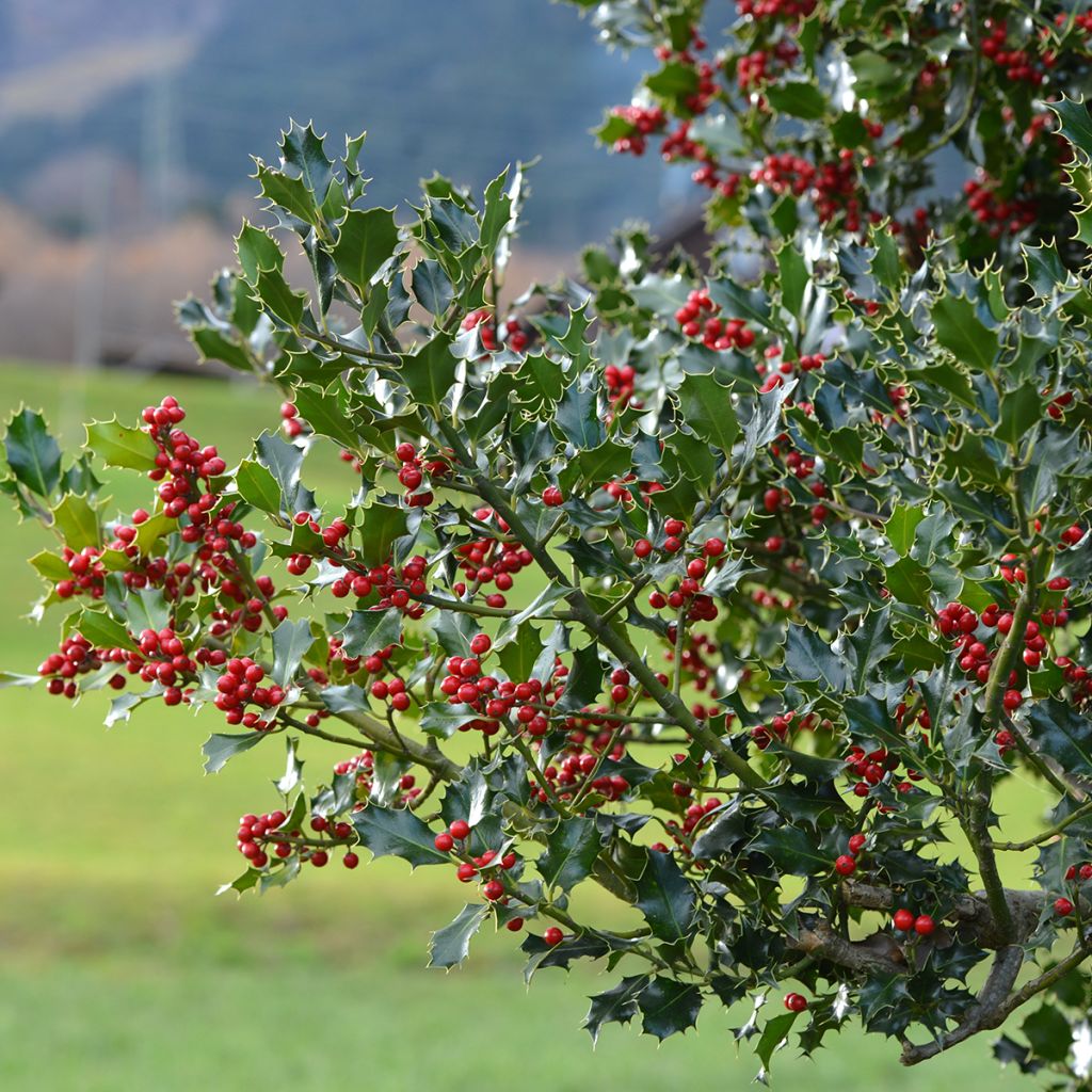 Ilex aquifolium - Common Holly