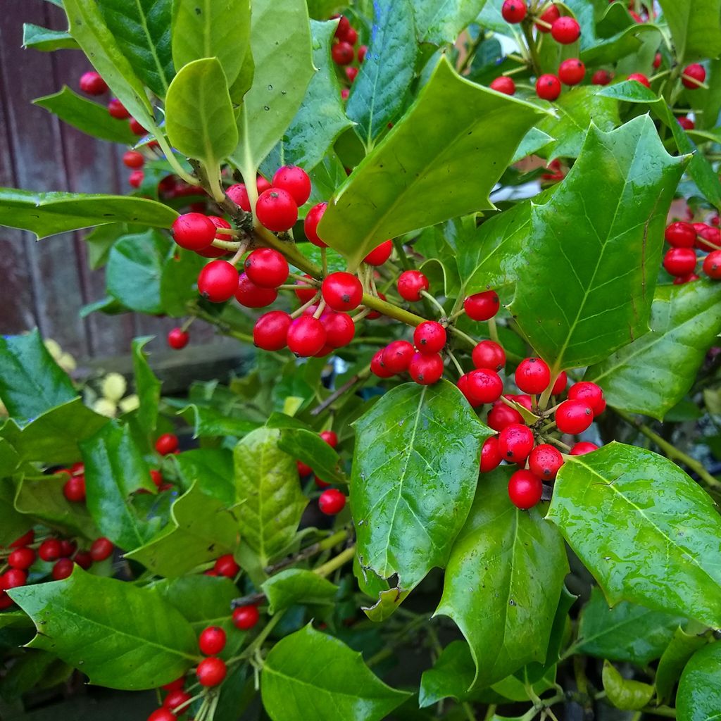 Ilex Nellie R. Stevens