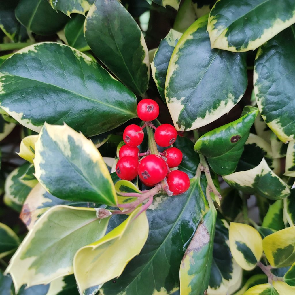 Ilex Golden King - Holly