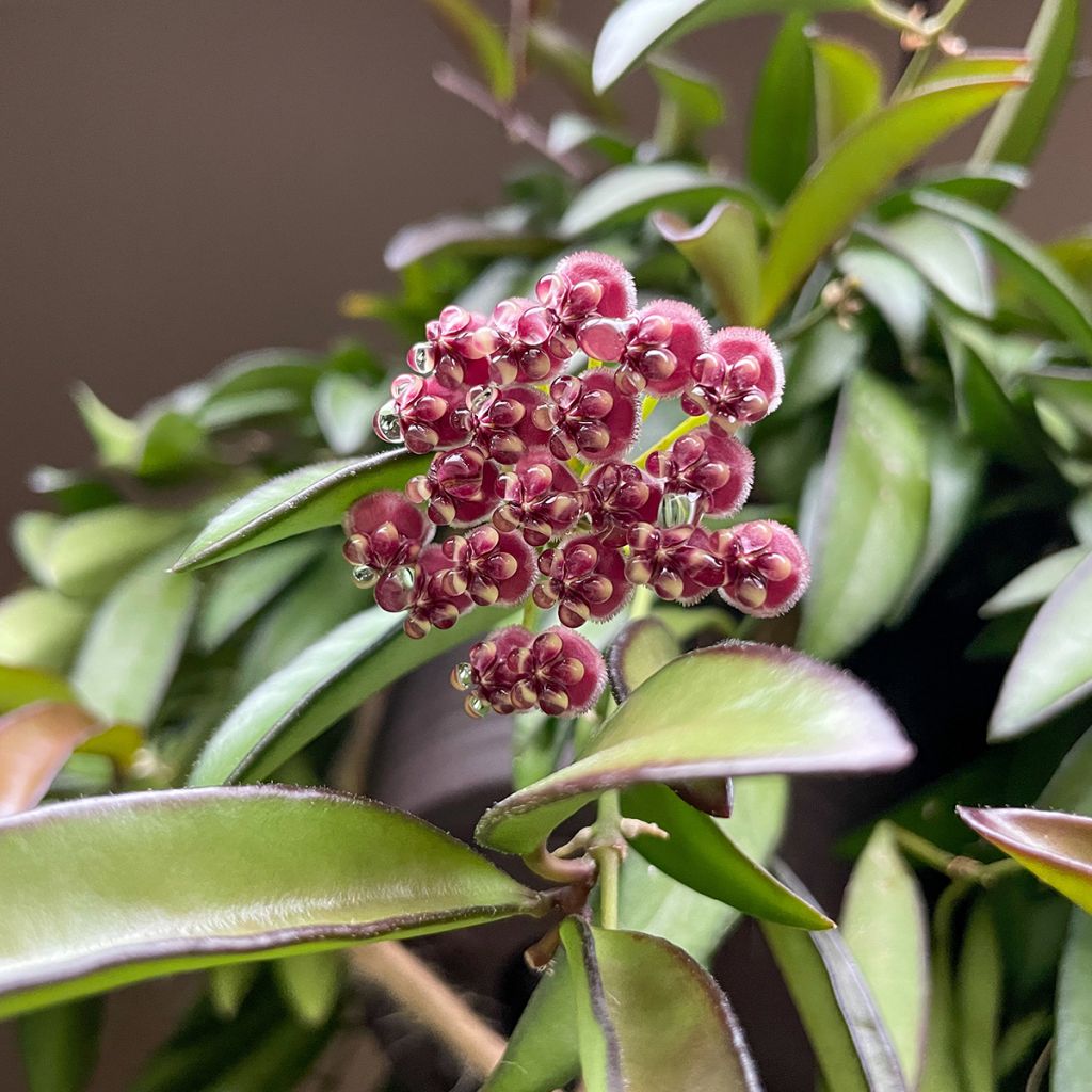 Hoya wayetii x tsangii Rosita - Wax plant