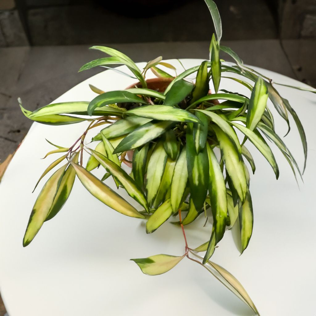 Hoya wayetii Tricolor - Wax plant