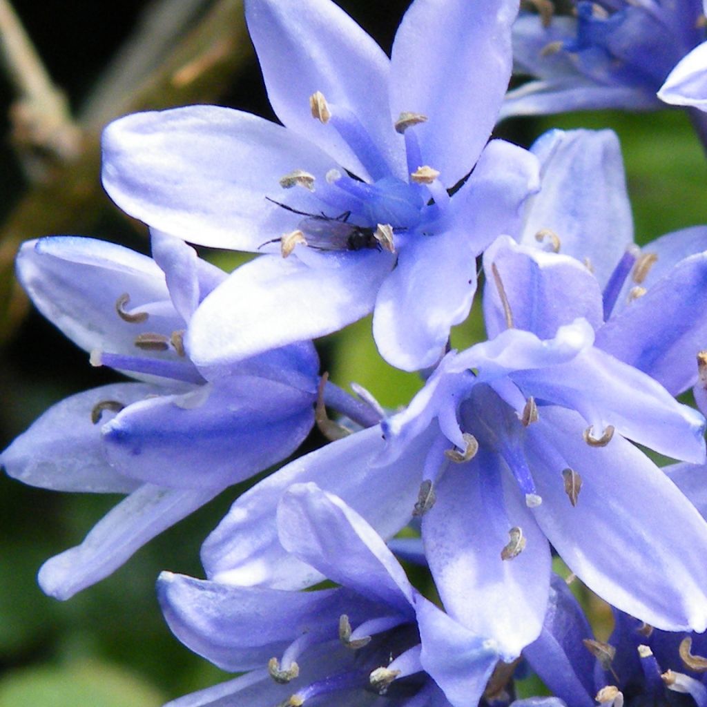 Hyacinthoides hispanica 