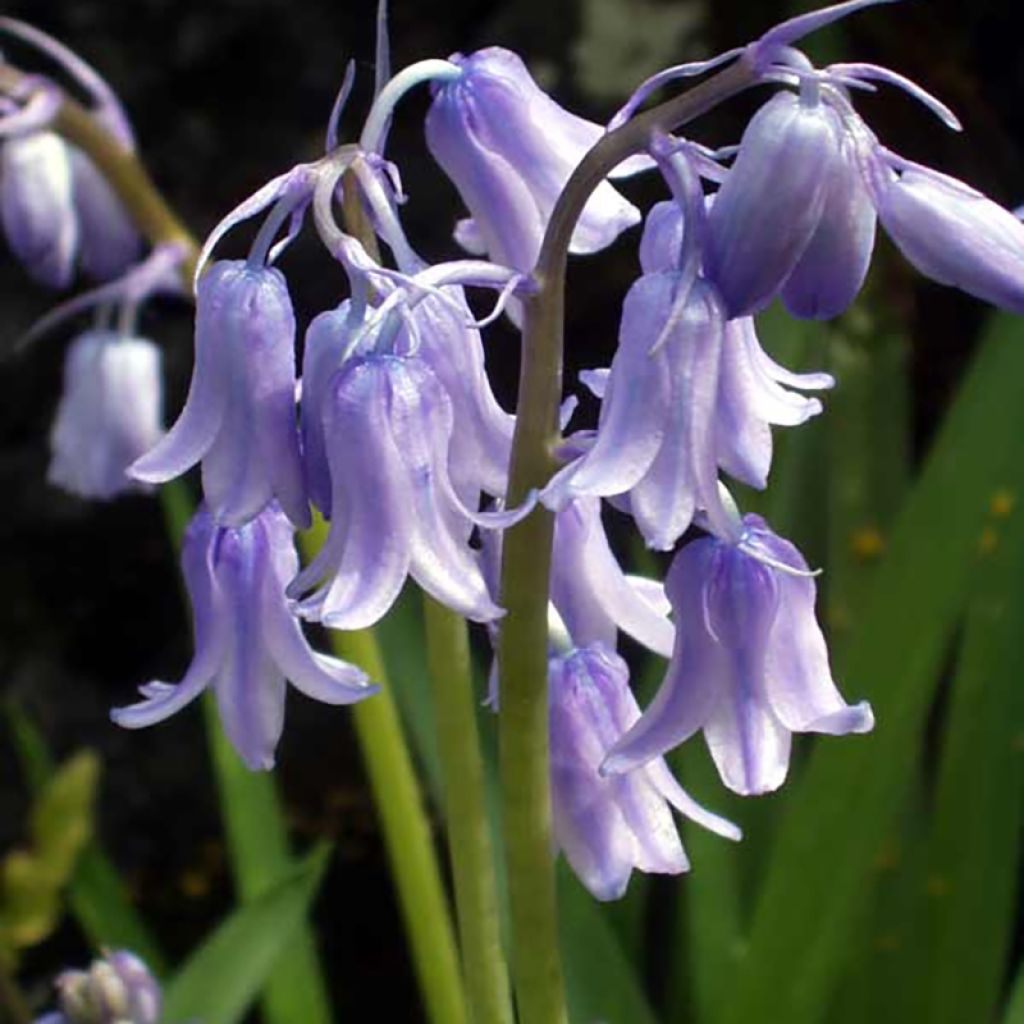 Hyacinthoides hispanica Mix