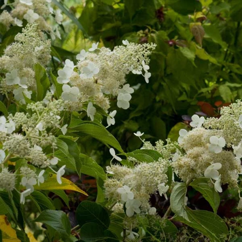 Hydrangea paniculata Kyushu
