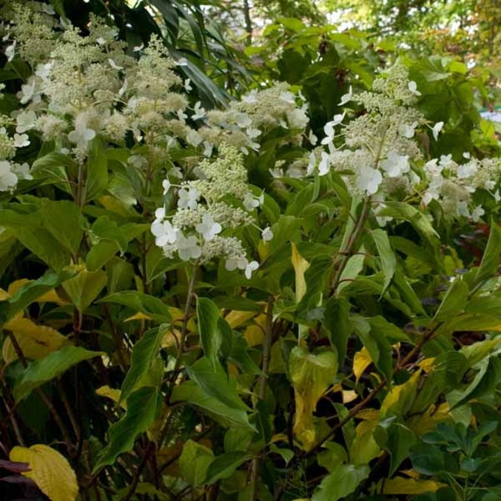 Hydrangea paniculata Kyushu
