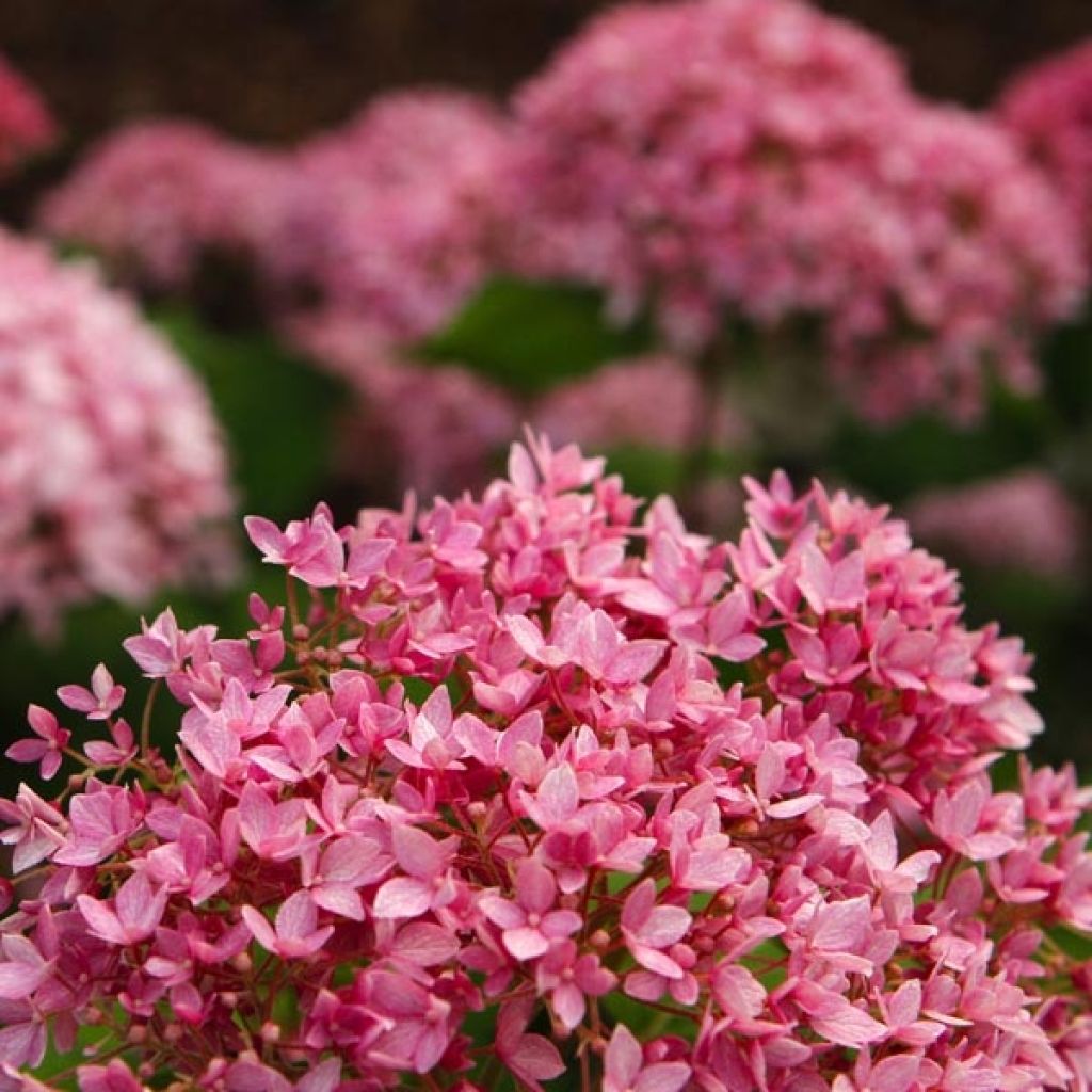 Hydrangea arborescens Bella Anna