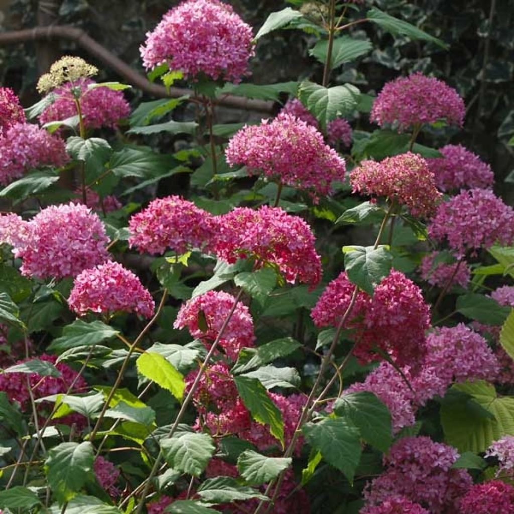 Hydrangea arborescens Bella Anna