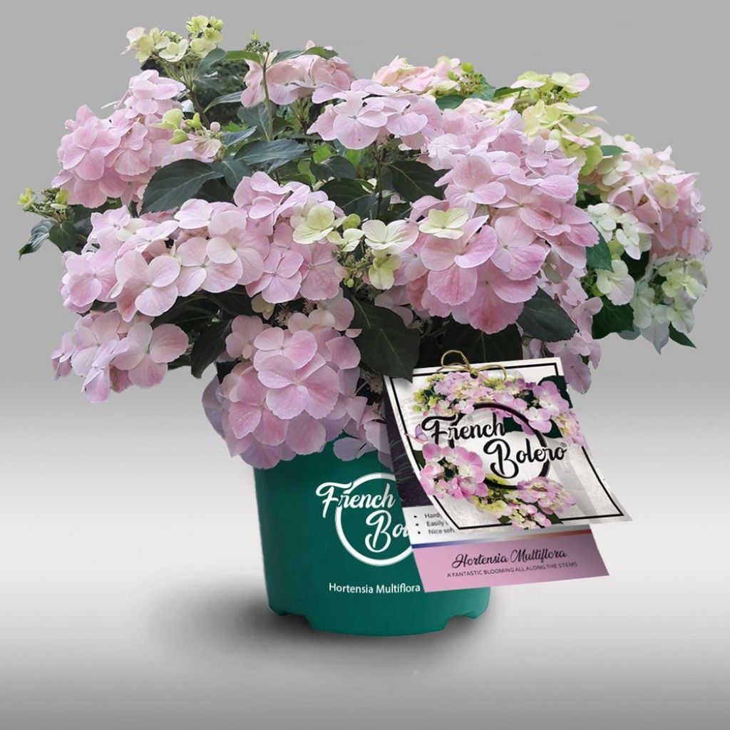 Hydrangea French Bolero
