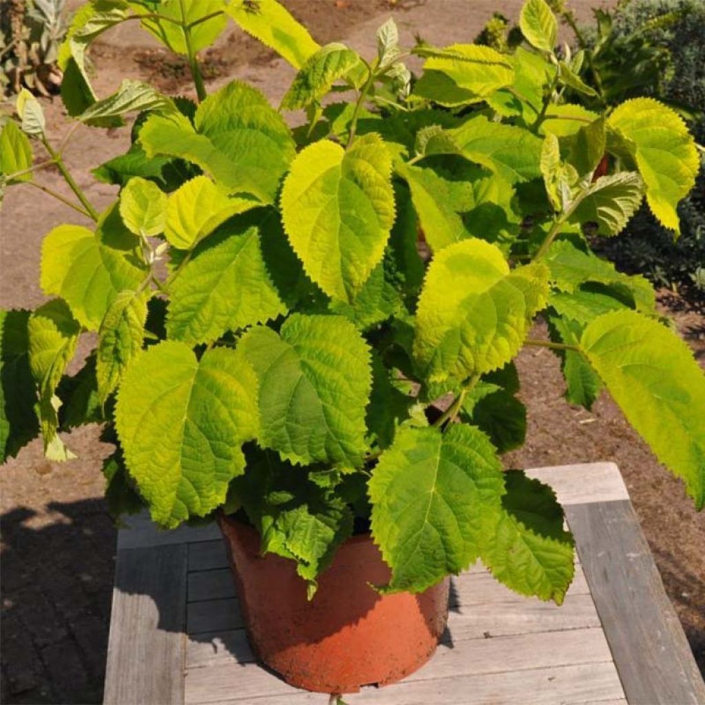 Hydrangea arborescens Golden Annabelle