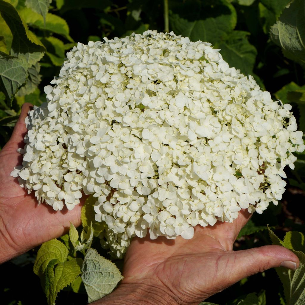 Hydrangea arborescens Golden Annabelle