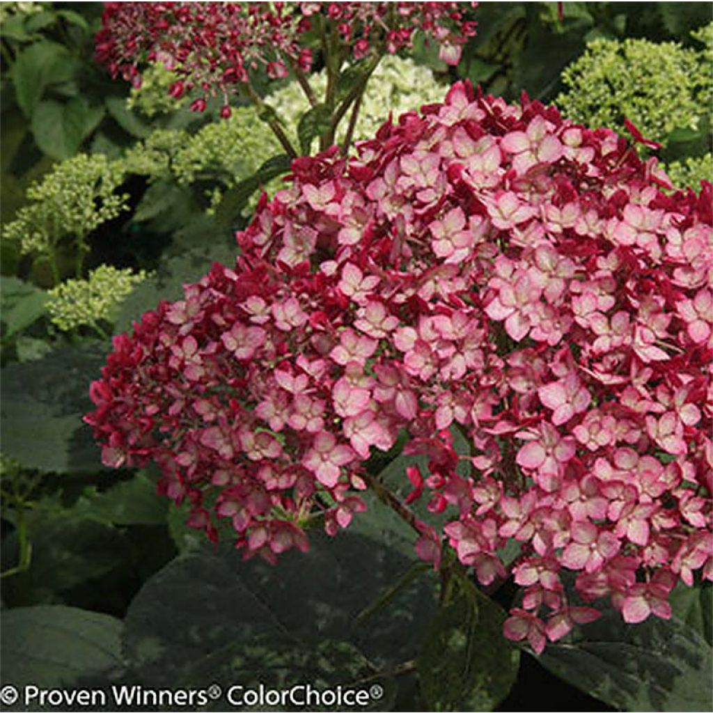 Hydrangea arborescens Ruby Annabelle