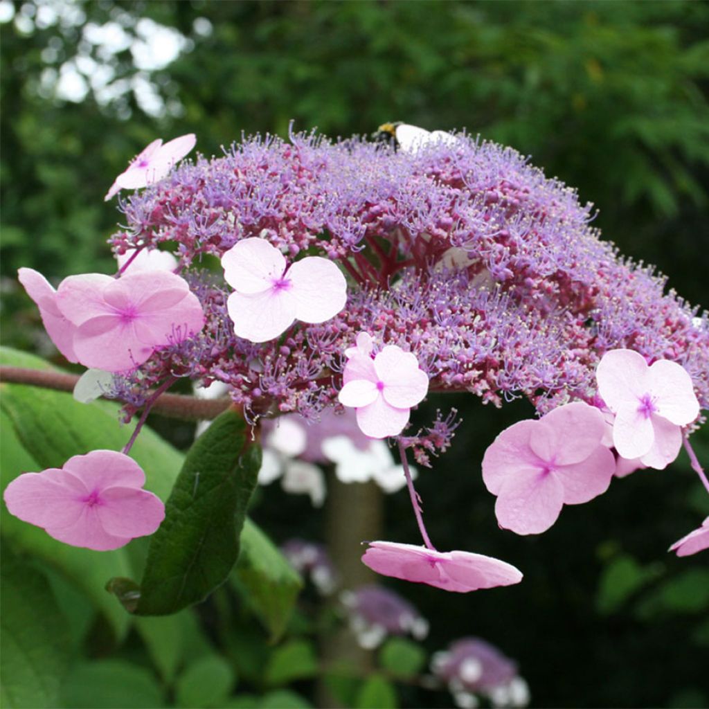 Hydrangea aspera Anthony Bullivant