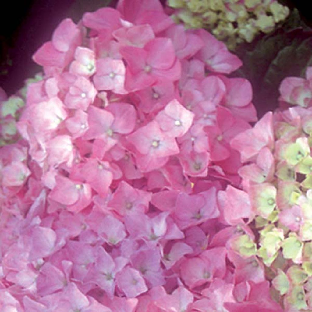Hydrangea macrophylla Bodensee