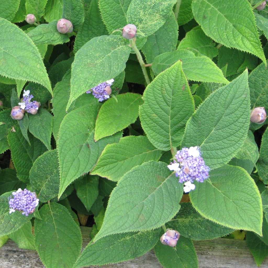 Hydrangea involucrata - Bracted Hydrangea