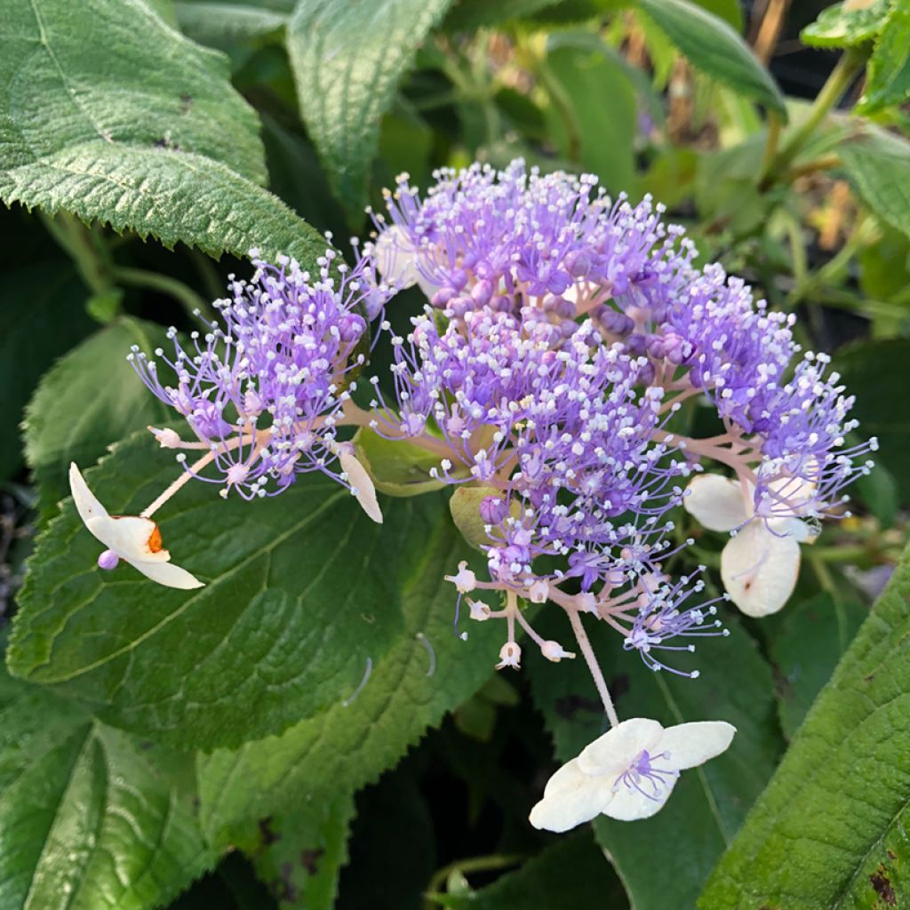 Hydrangea involucrata Late Love